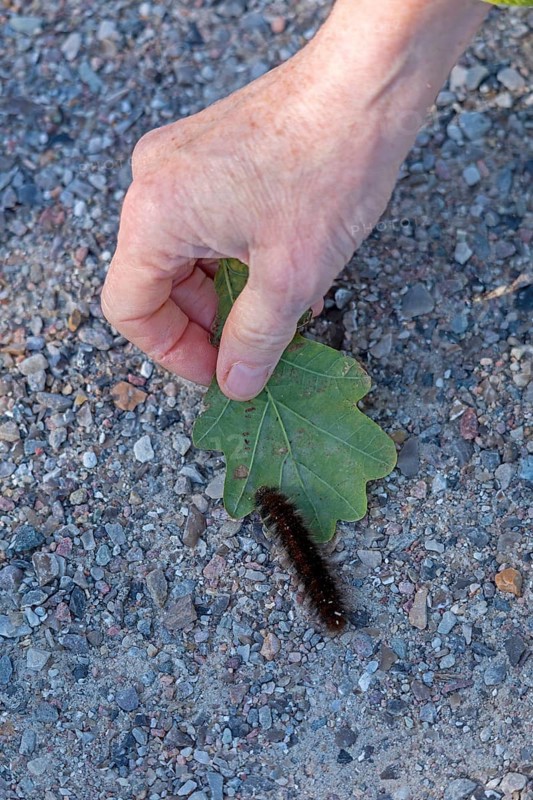 Woman rescues blackberry moth caterpillar (Macrothylacia rubi) from cycle path, Geltinger Birk, Nieby, Schleswig-Holstein, Germany