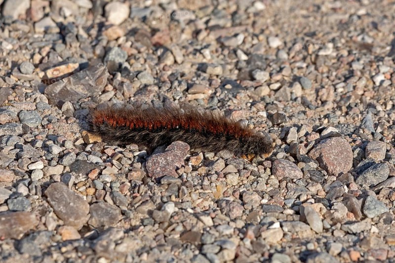 Blackberry moth caterpillar (Macrothylacia rubi) crawling over gravel path, Geltinger Birk, Nieby, Schleswig-Holstein, Germany
