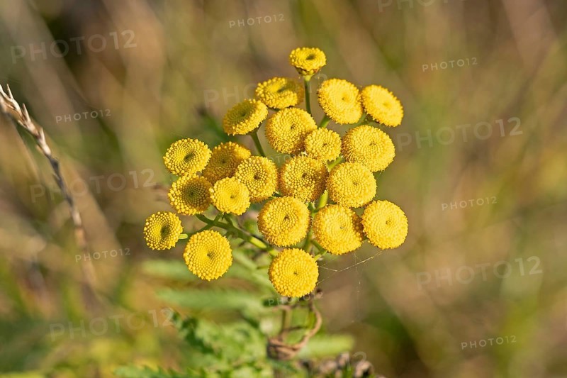 Tansy (Tanacetum vulgare), Geltinger Birk nature reserve, Nieby, Schleswig-Holstein, Germany