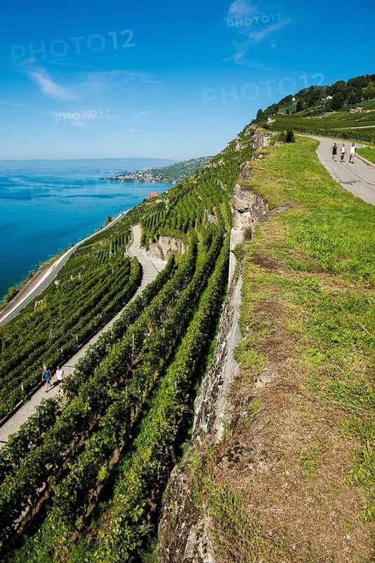 Steep vineyards by the lake, Rivaz, Lavaux, UNESCO World Heritage Site, Lake Geneva, Lac Léman, Canton of Vaud, Switzerland