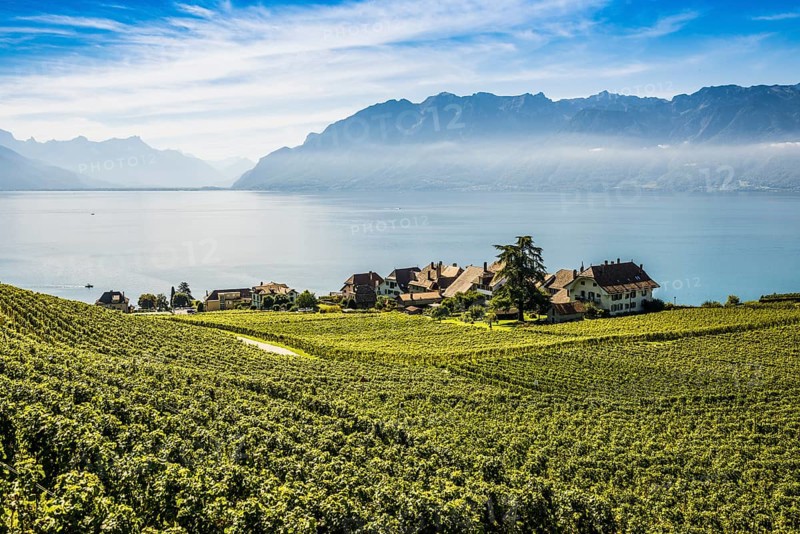 Picturesque village in the vineyards by the lake, Rivaz, Lavaux, UNESCO World Heritage Site, Lake Geneva, Lac Léman, Canton of Vaud, Switzerland