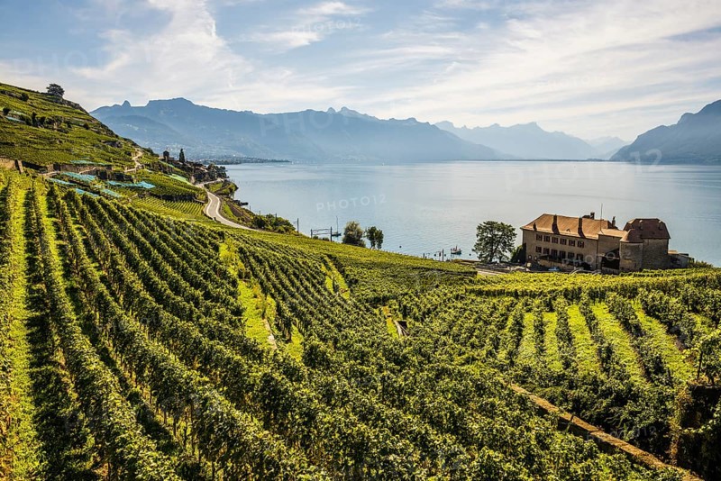 Picturesque village in the vineyards by the lake, Saint-Saphorin, Lavaux, UNESCO World Heritage Site, Lake Geneva, Lac Léman, Canton of Vaud, Switzerland