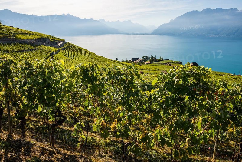 Grand Cru grapes, Rivaz, Lavaux, UNESCO World Heritage Site, Lake Geneva, Lac Léman, Canton of Vaud, Switzerland