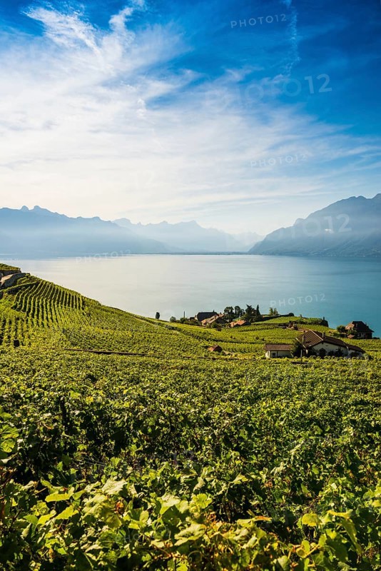 Picturesque village in the vineyards by the lake, Rivaz, Lavaux, UNESCO World Heritage Site, Lake Geneva, Lac Léman, Canton of Vaud, Switzerland