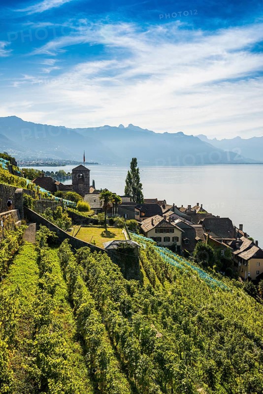 Picturesque village in the vineyards by the lake, Saint-Saphorin, Lavaux, UNESCO World Heritage Site, Lake Geneva, Lac Léman, Canton of Vaud, Switzerland