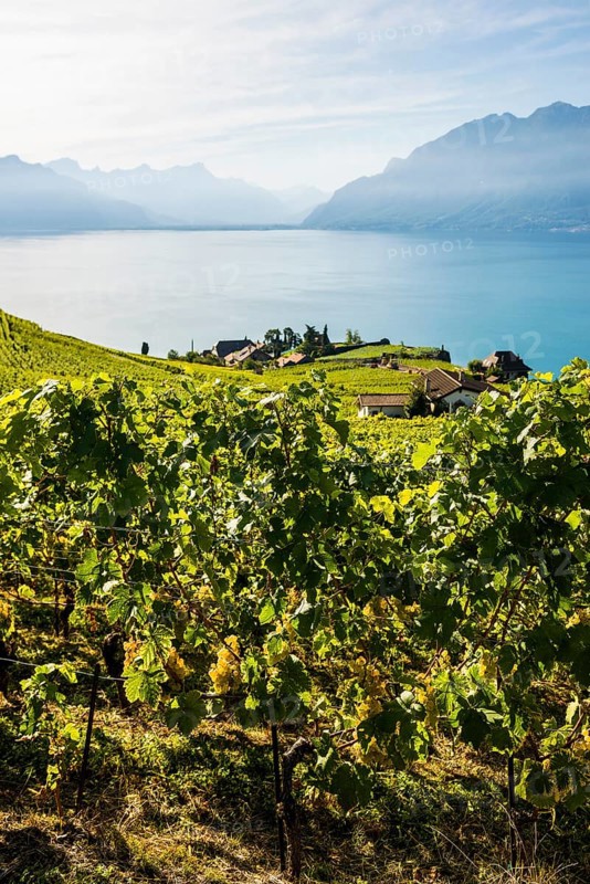 Grand Cru grapes, Rivaz, Lavaux, UNESCO World Heritage Site, Lake Geneva, Lac Léman, Canton of Vaud, Switzerland