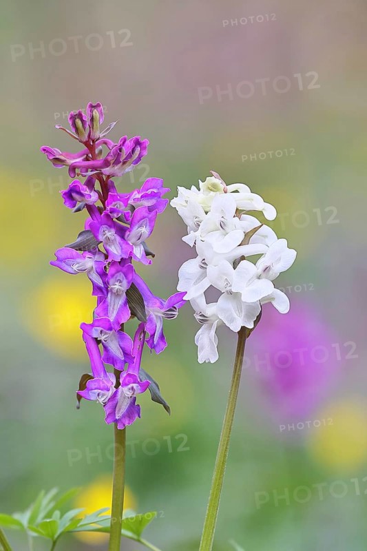 Hollow larkspur (Corydalis cava), inflorescence in a beech forest, spring, Wilnsdorf, North Rhine-Westphalia, Germany