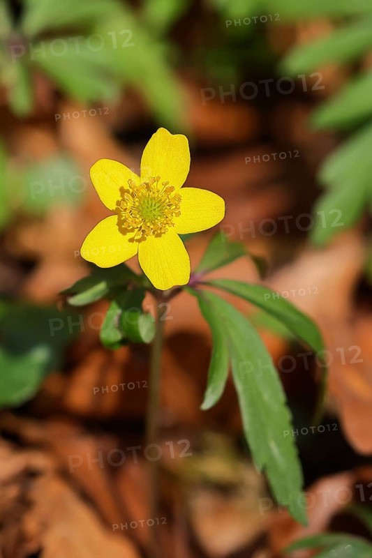 Yellow Anemone, Anemone ranunculoides, Yellow Wood Anemone, Anemone ranunculoides, in a beech forest, Wilnsdorf, North Rhine-Westphalia, Germany