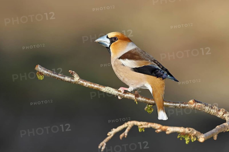 Hawfinch (Coccothraustes coccothraustes), male, sitting on a twig in a cherry tree, wildlife, colourful plumage, animals, finches, birds, Wilnsdorf, North Rhine-Westphalia, Germany