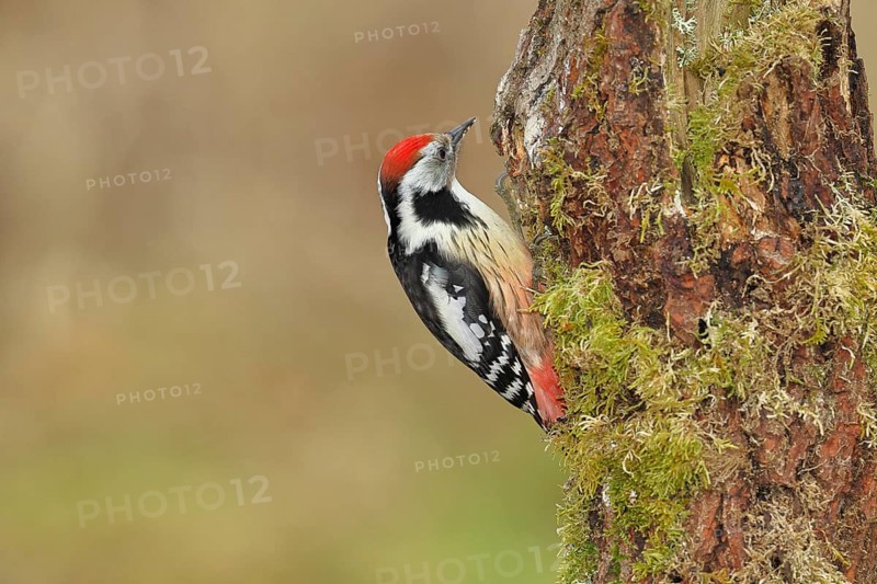 Middle spotted woodpecker (Dendrocopos medius) foraging on a tree stump overgrown with moss and lichen, Wildlife, Woodpeckers, Birds, Nature photography, Wilnsdorf, North Rhine-Westphalia, Germany