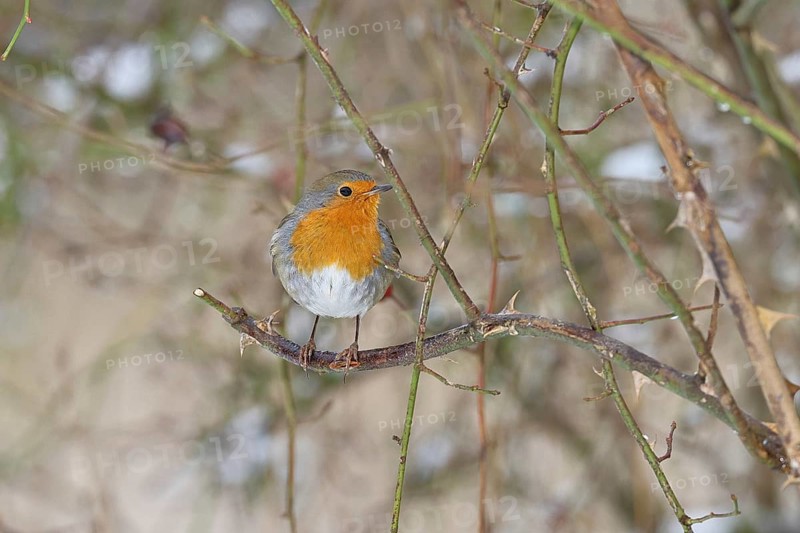 Robin (Erithacus rubecula), on a twig in the branches of a dog rose (Rosa canina), Wilnsdorf, North Rhine-Westphalia, Germany