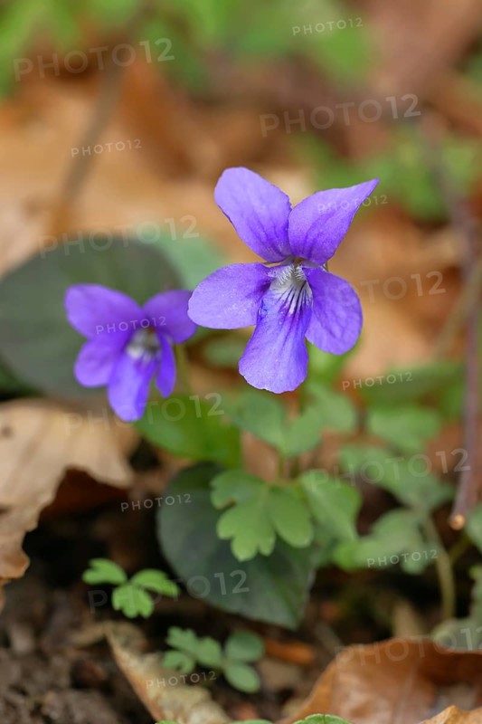 Grove violet (Viola riviniana), flower, in a beech forest, Wilnsdorf, North Rhine-Westphalia, Germany