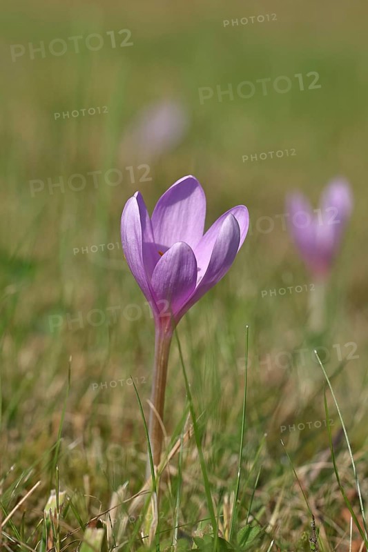 Autumn crocus (Colchicum autumnale), half-opened flowers in a meadow, endangered, protected poisonous plant species, native nature, wet meadow, autumn messenger, season, autumn, bulbous plant, poisonous plant, Wilnsdorf, North Rhine-Westphalia, Germany