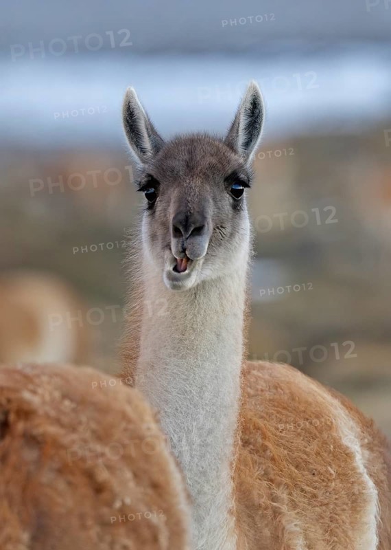 Guanaco (Llama guanicoe), Torres del Paine National Park, Patagonia, Chile, South America