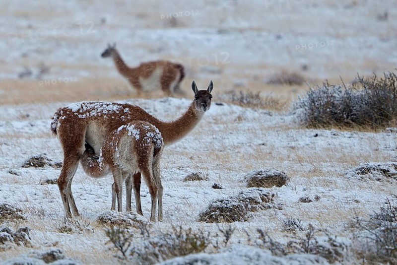 Guanacos (Llama guanicoe) in the snow, female suckling her young, Torres del Paine National Park, Patagonia, Chile, South America