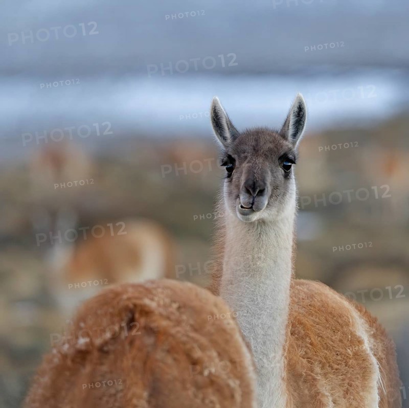 Guanaco (Llama guanicoe), Torres del Paine National Park, Patagonia, Chile, South America
