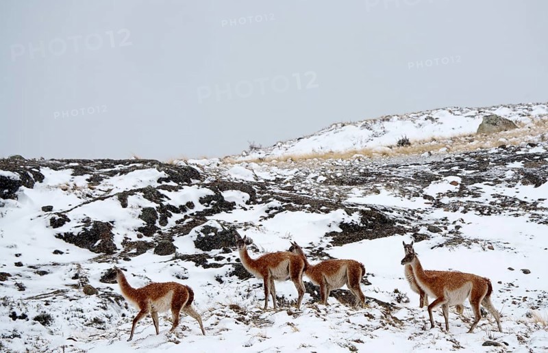Guanacos (Llama guanicoe) in the snow, Torres del Paine National Park, Patagonia, Chile, South America