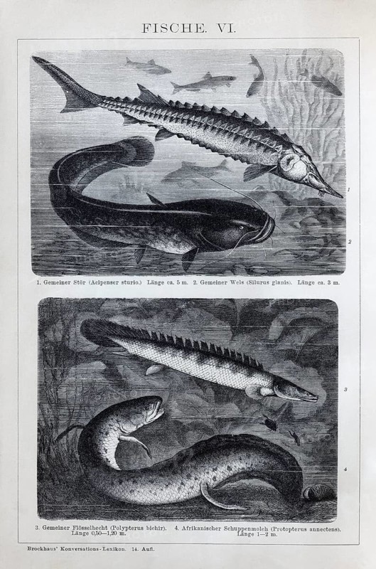 Plate Freshwater fish, sturgeon (Acipenser sturio), river catfish (Silurus glanis), Nile tilefish (Polypterus bichir), historical book illustration, wood engraving