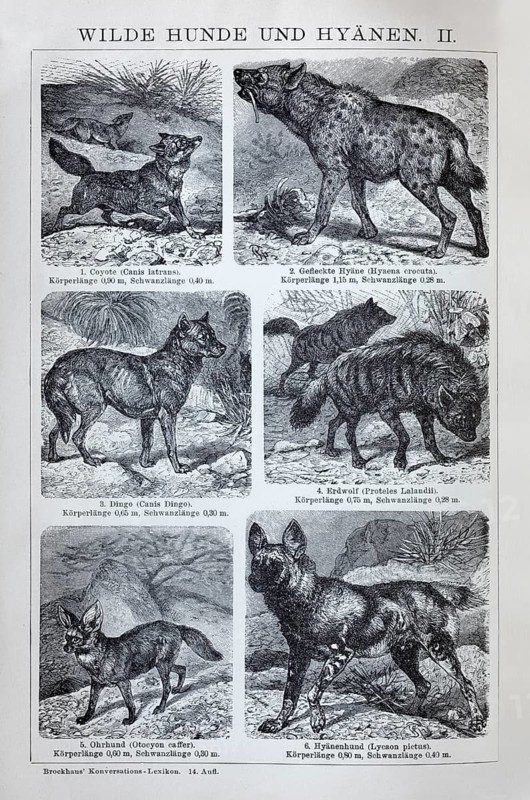 Plate Wild dogs and hyenas, coyote (Canis latrans), hyena (Hyaena crocuta), dingo (Canis dingo), historical book illustration, wood engraving