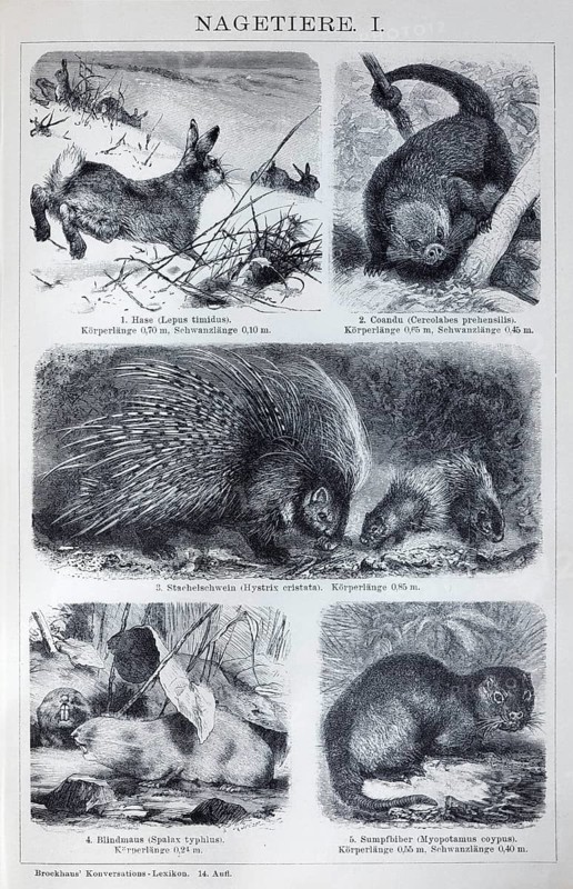 Plate rodents, hare (Lepus timidus), coandu (Coendu prehensilis), porcupine (Hystrix cristata), historical book illustration, wood engraving