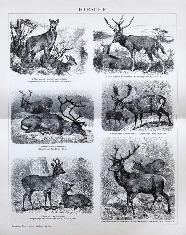 Plate Deer, Musk deer (Moschus moschiferus), Milu (Cervus Davidianus), Reindeer (Cervus tarandus), Fallow deer (Cervus dama), Roe deer, Red deer (Cervus elaphus), historical book illustration, wood engraving