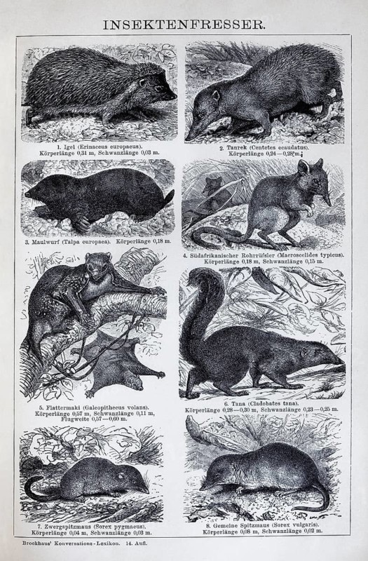 Plate insectivore, hedgehog (Erinaceus europaeus), mole (Talpa europaeus), shrew (Sorex vulgaris), historical book illustration, wood engraving
