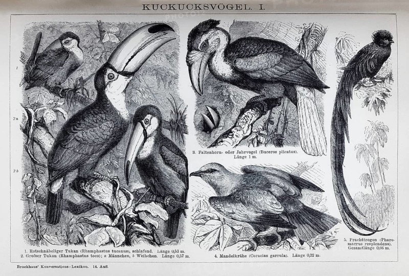 Plate Cuckoo birds, toucan (Rhamphastus tucanus), historical book illustration, wood engraving