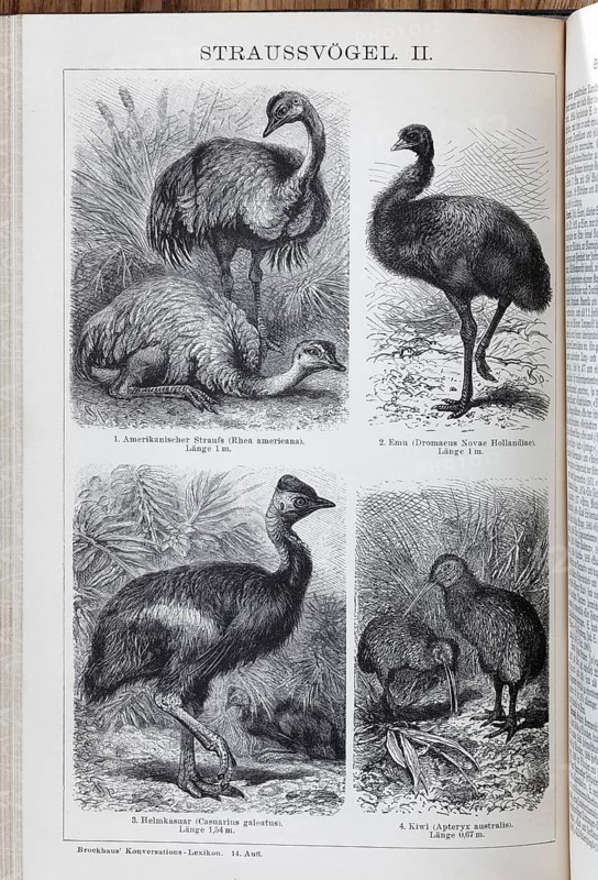 Encyclopaedia page with picture plate Ostriches, Nandu (Rhea americana), Greater Emu (Dromaius novaehollandiae), Kiwi (Apteryx australis), historical book illustration, wood engraving