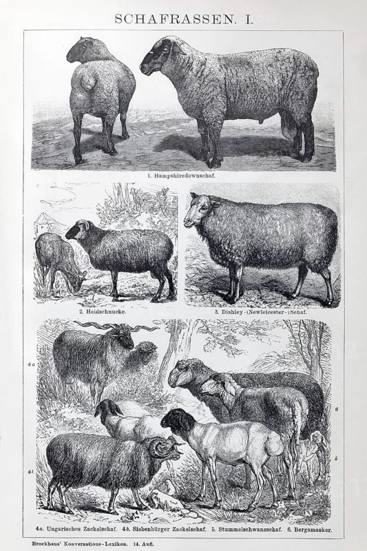 Sheep breeds, Hampshire Down, Heidschnucke moorland sheep, Dishley sheep, Zackelschaf, Stummelschwanzschaf, Bergamasker, historical book illustration, wood engraving