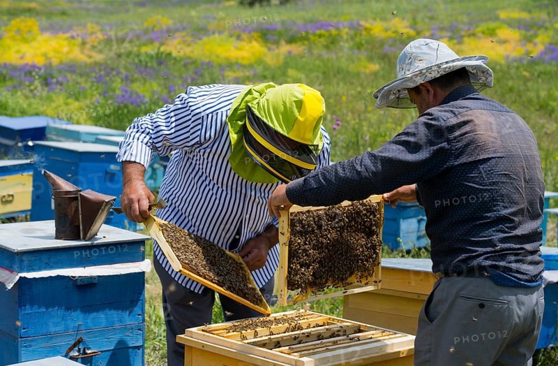 Two beekeepers look at a honeycomb in a colourful flower meadow with yellow and blue beehives, beekeeper, near Fantan, Kotayk province, Kotayk, Armenia
