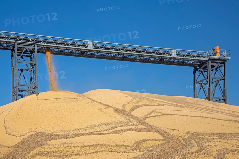 Inwood, Iowa - Newly-harvested corn is piled up at Cooperative Farmers Elevator (CFE). The pile will be covered by a tarp for the winter and then sold in the spring