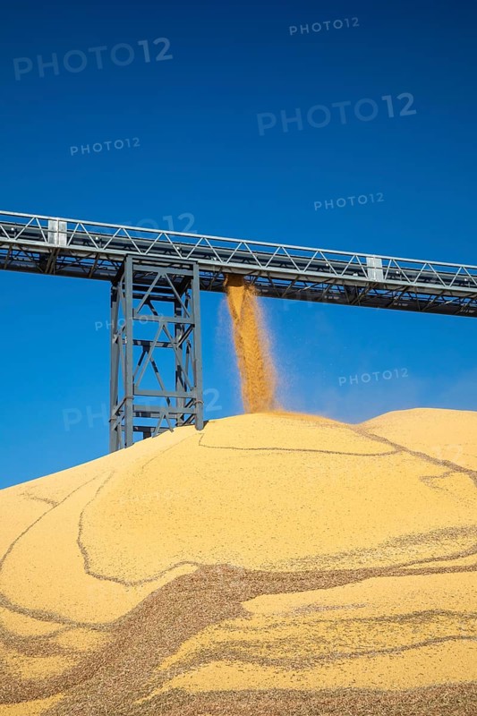 Inwood, Iowa - Newly-harvested corn is piled up at Cooperative Farmers Elevator (CFE). The pile will be covered by a tarp for the winter and then sold in the spring