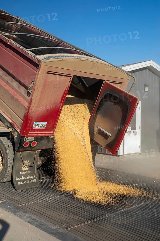 Inwood, Iowa - Newly-harvested corn is unloaded at Cooperative Farmers Elevator (CFE). The corn will be piled up and covered by a tarp for the winter and then sold in the spring