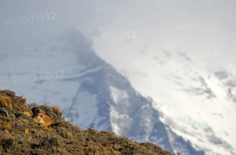 Cougar (Cougar concolor), Torres del Paine National Park, Chile, South America