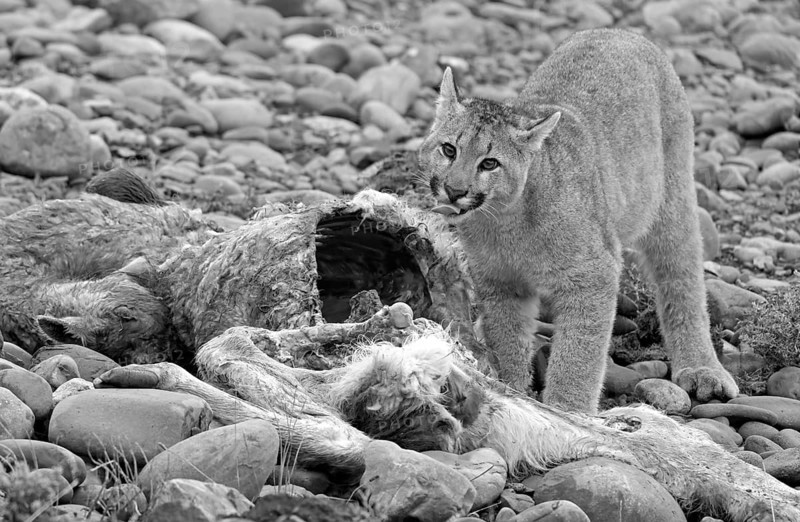 Cougar (Cougar concolor) young feeding, Torres del Paine National Park, Chile, South America
