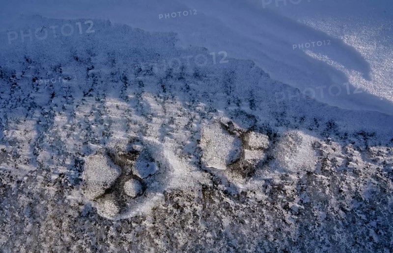Cougar (Cougar concolor) footprint, Torres del Paine National Park, Chile, South America