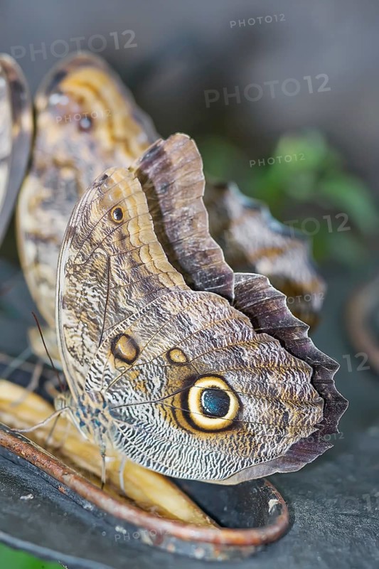 Magnificent Owl butterfly (Caligoeurilochus sulanus), Costa Rica, Central America