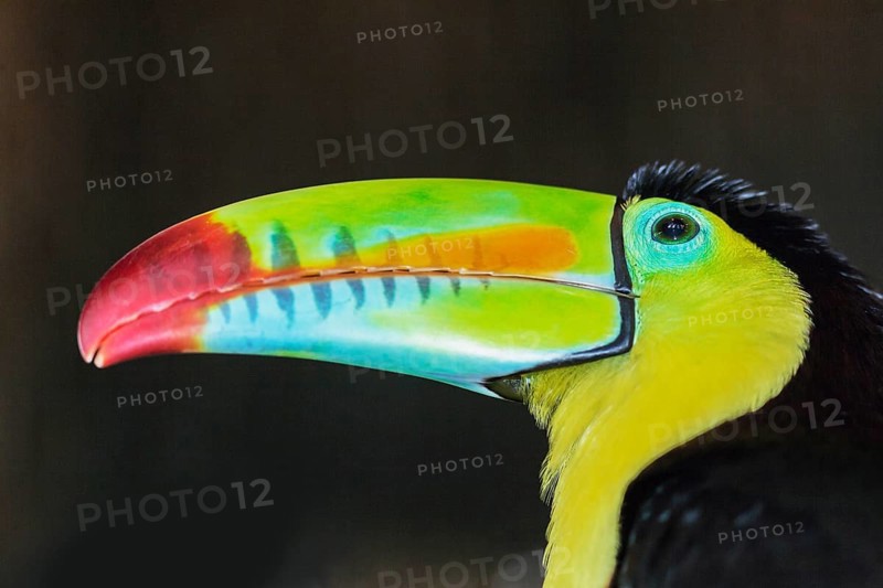 Keel-billed toucan (Ramphastos sulfuratus), Costa Rica, Central America