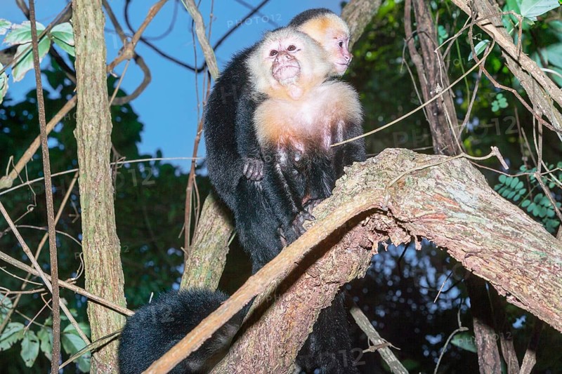 White-faced capuchin monkey (Cebus capucinus) carries her young on her back, Manuel Antonio National Park, Puntarenas Province, Costa Rica