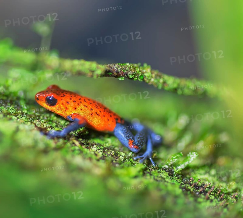 Blue jeans dart frog (Dendrobates pumilio) climbing twig, Costa Rica, Central America