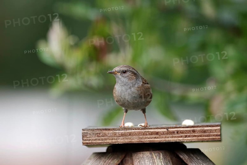 Dunnock (Prunella modularis), close-up, garden, autumn, Germany