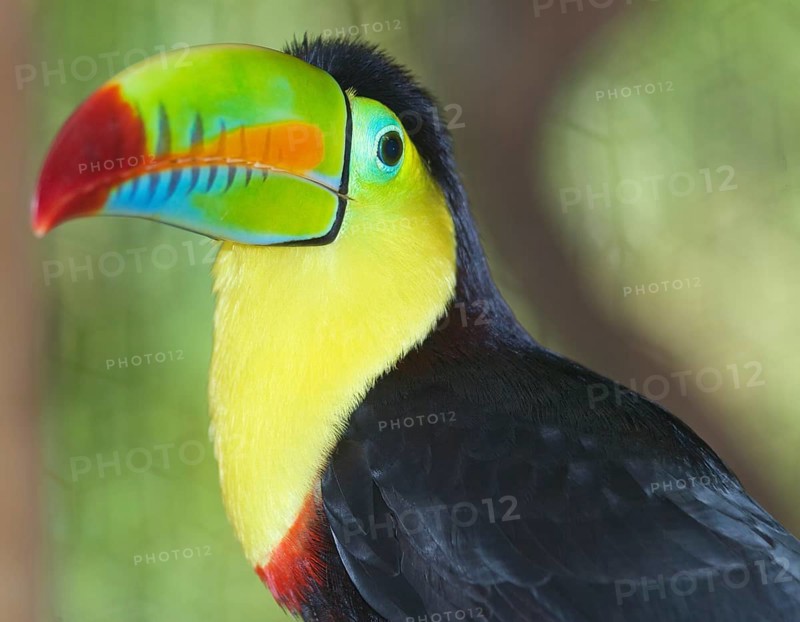 Keel-billed toucan (Ramphastos sulfuratus), Costa Rica