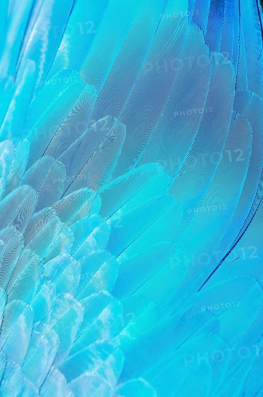 Feathers of a blue and gold macaw (Ara ararauna), Costa Rica, Central America