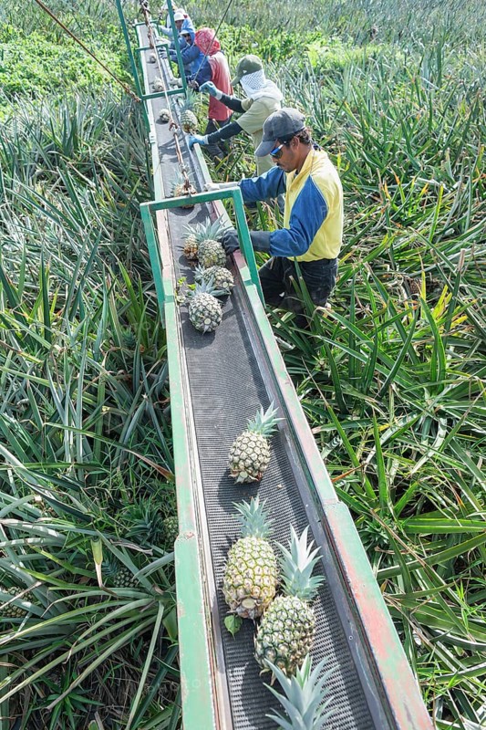 Workers putting pineapples on a conveyor belt, Costa Rica, Central America