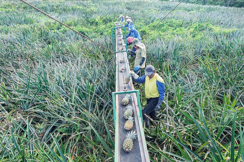 Workers putting pineapples on a conveyor belt, Costa Rica, Central America
