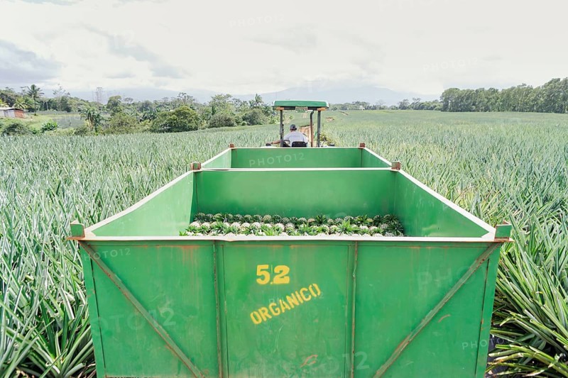 Man driving truck with harvested organic pineapples, Costa Rica, Central America