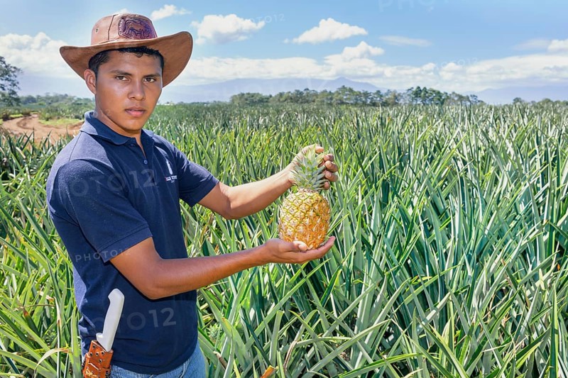 Pineapples farmer, Sarapiqui, Costa Rica, Central America
