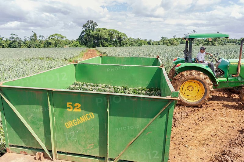 Man moving container loaded with harvested organic pineapples, Costa Rica, Central America