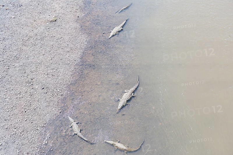 American Crocodiles (Crocodylus acutus) bathing, Tarcoles river, Jaco, Costa Rica