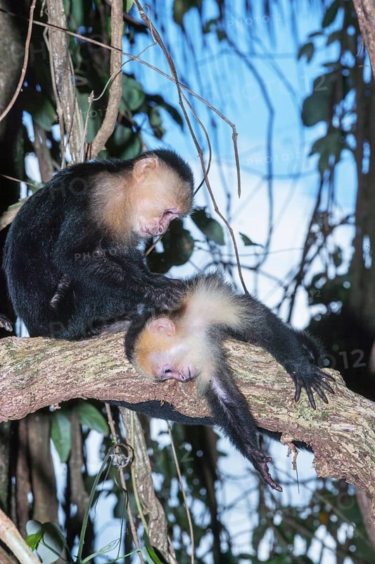 White-faced capuchin monkeys (Cebus capucinus) in rainforest, Manuel Antonio National Park, Puntarenas Province, Costa Rica